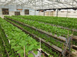 Plants in a greenhouse